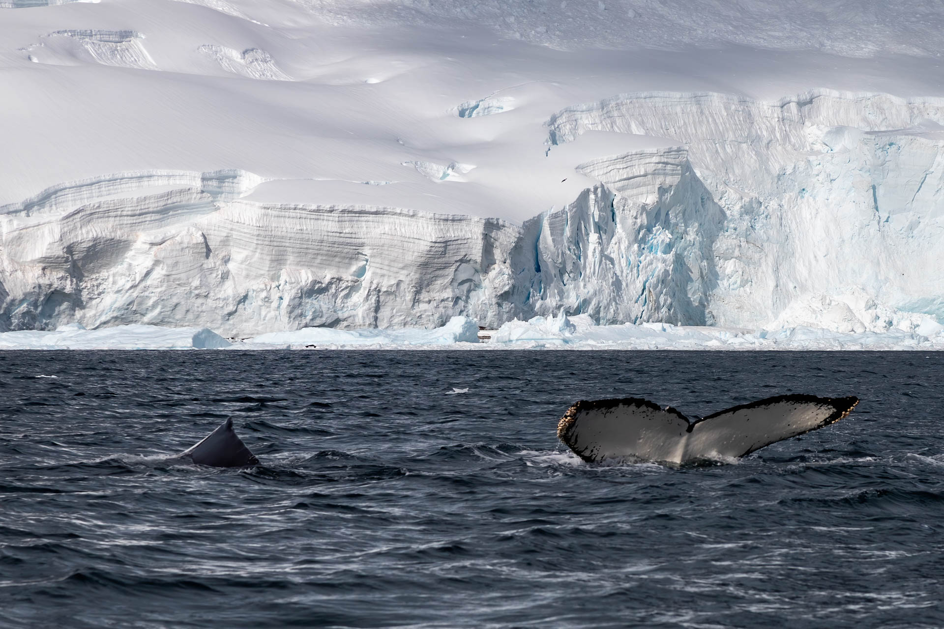 Antarctic Whales in Errera Channel - photo by GennaRoland