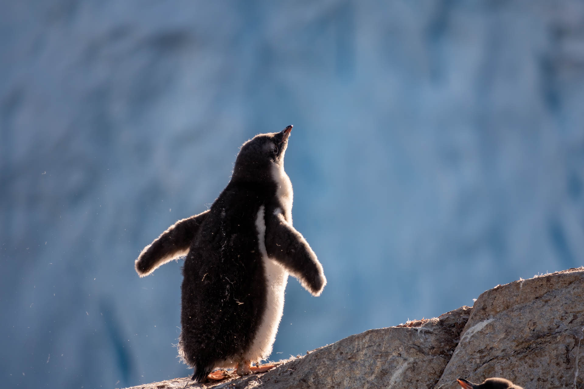 Antarctic penguin, photo by Genna Roland