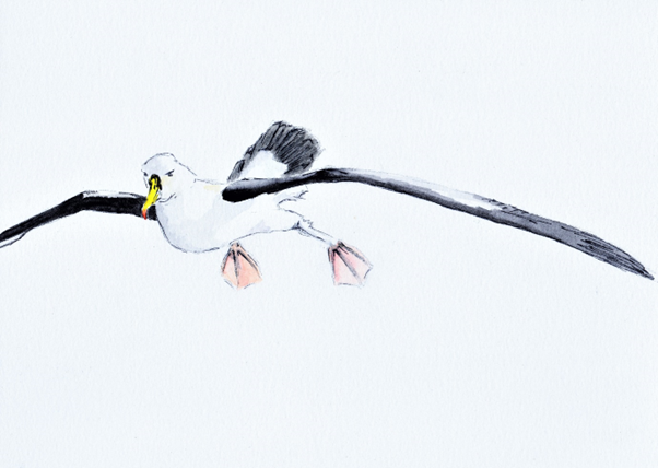 Albatross painting
