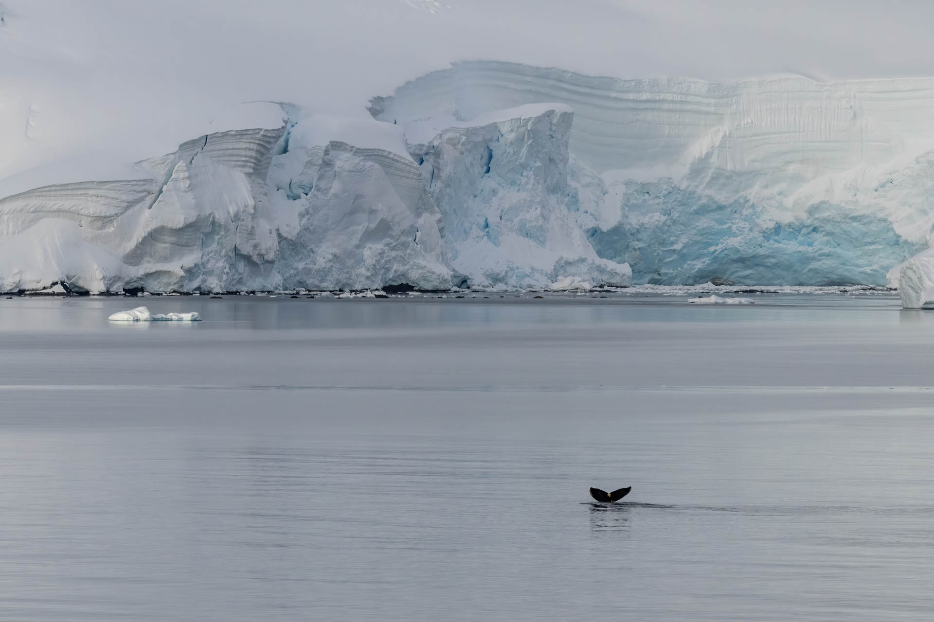 Antarctic Whales - photo by GennaRoland