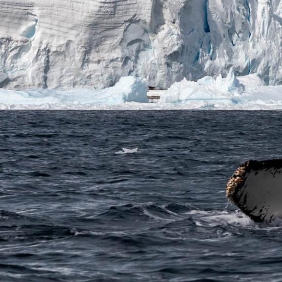 Antarctic Whales in Errera Channel - photo by GennaRoland