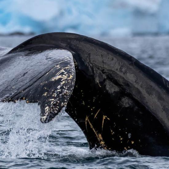 Whale tail in Paradise Bay, Antarctica.  Photo by Genna Roland.