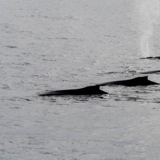 Whales in Wilhelmina Bay, photo by Genna Roland