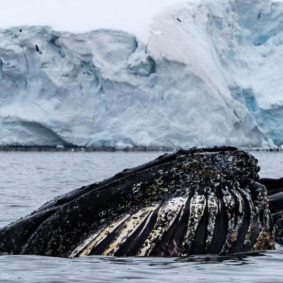 Whales in Paradise Bay, Antarctica, photo by Genna Roland