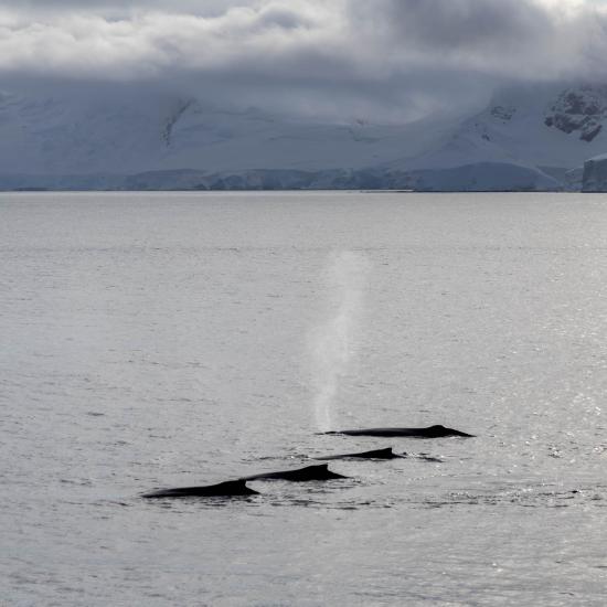 Whales in Wilhelmina Bay, photo by Genna Roland