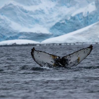 Whale tail in Antarctica at Paradise Bay, photo by Genna Roland
