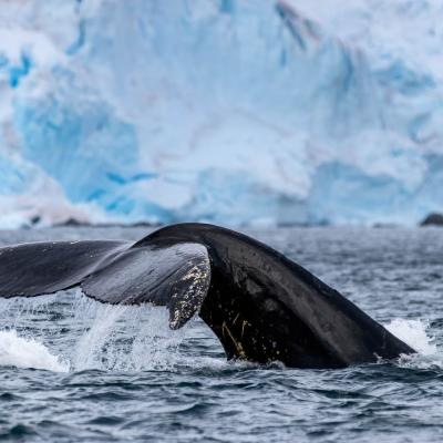 Whale tail in Paradise Bay, Antarctica.  Photo by Genna Roland.