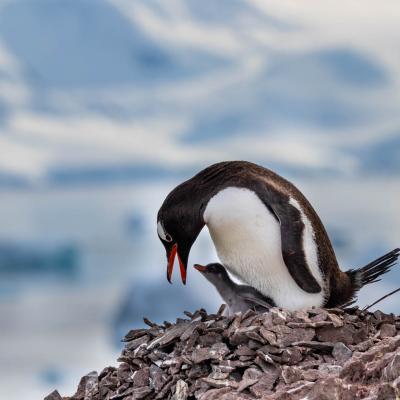 Penguin parent and chick on Danco Island, Photo by Genna Roland