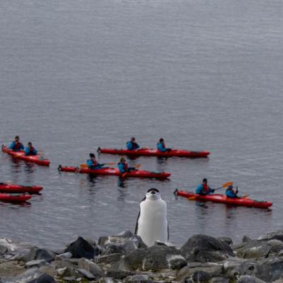 Kayaking at Half Moon Island, photo by Genna Roland
