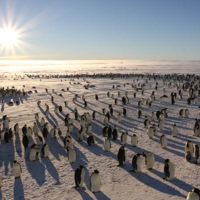 Emperor Penguin colony, photo by Antarctic Logistics