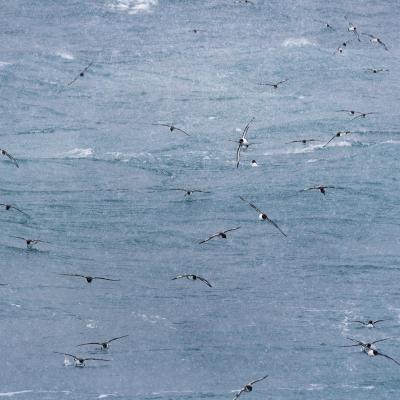 Antarctic birds, photo by Genna Roland