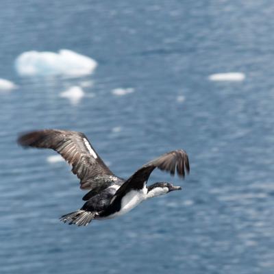Antarctic Shag near Cuverville Island, photo by Genna Roland
