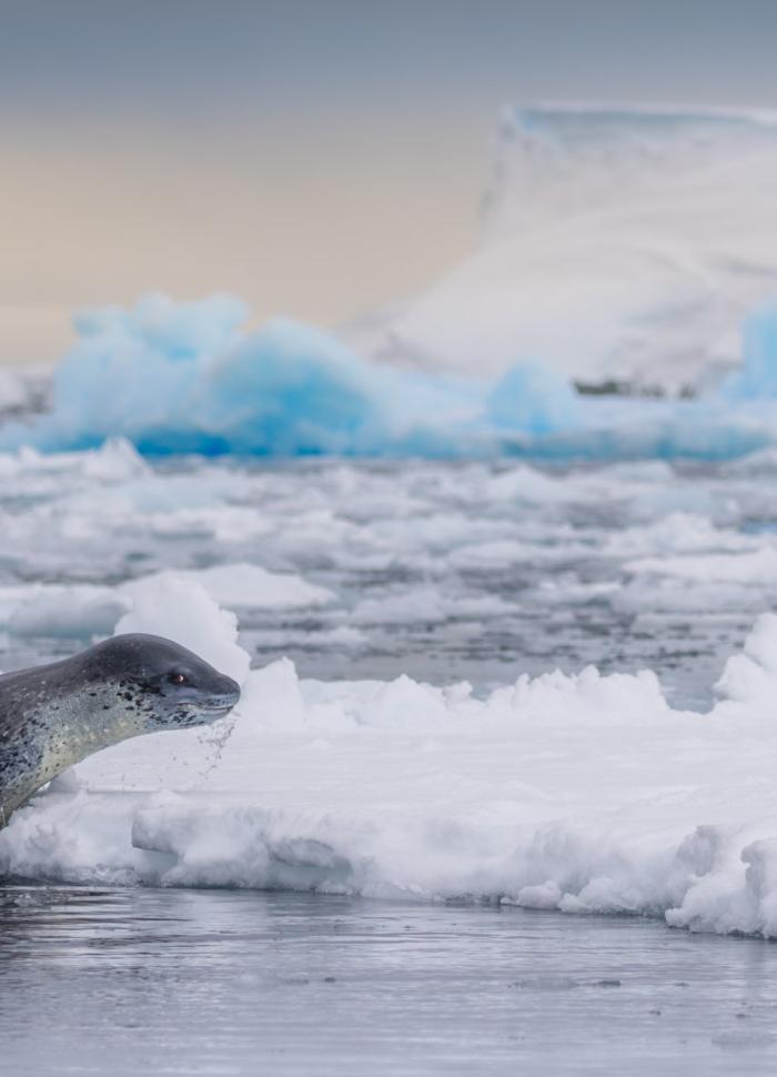 Seal hauling out in Antarctica (Francisco Andreas)