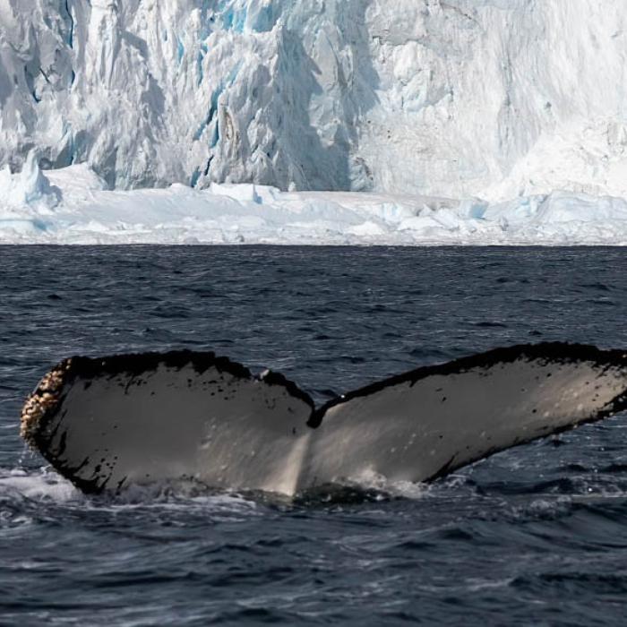 Antarctic Whales in Errera Channel - photo by GennaRoland