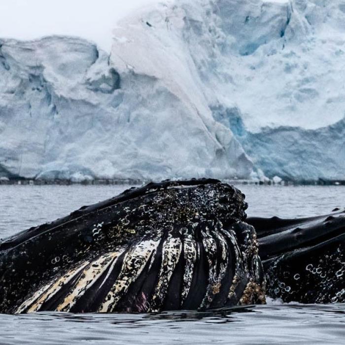 Whales in Paradise Bay, Antarctica, photo by Genna Roland