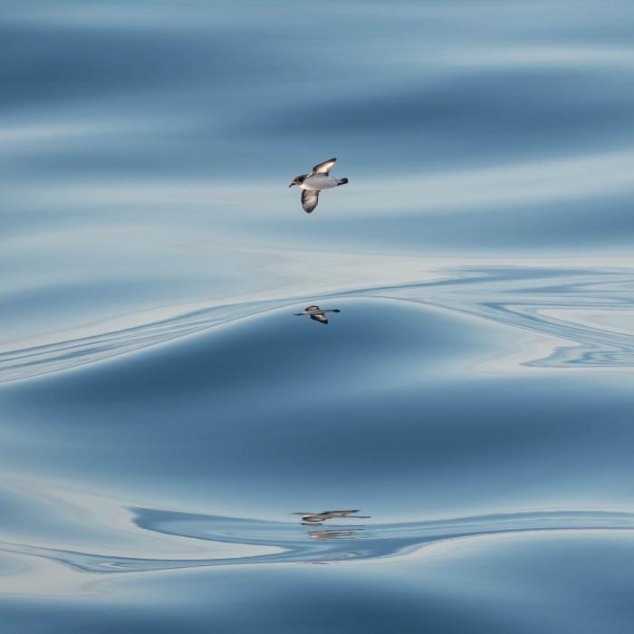 Penguin soars over the waves in Antarctica, photo by Genna Roland