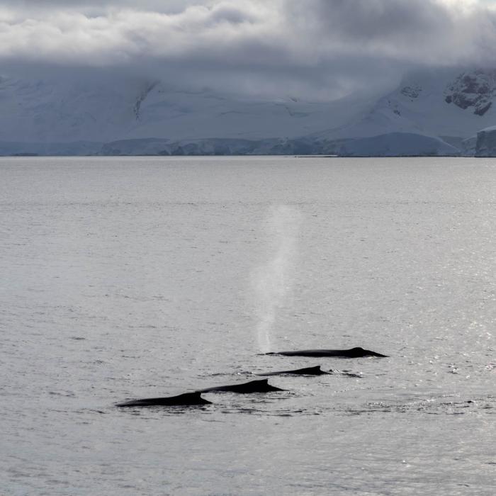 Whales in Wilhelmina Bay, photo by Genna Roland