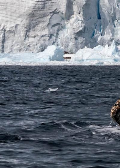 Antarctic Whales in Errera Channel - photo by GennaRoland
