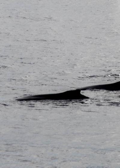Whales in Wilhelmina Bay, photo by Genna Roland