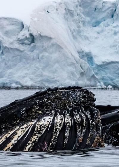 Whales in Paradise Bay, Antarctica, photo by Genna Roland