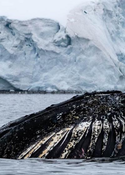 Whales in Paradise Bay, Antarctica, photo by Genna Roland