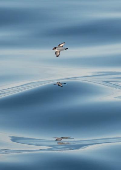 Penguin soars over the waves in Antarctica, photo by Genna Roland