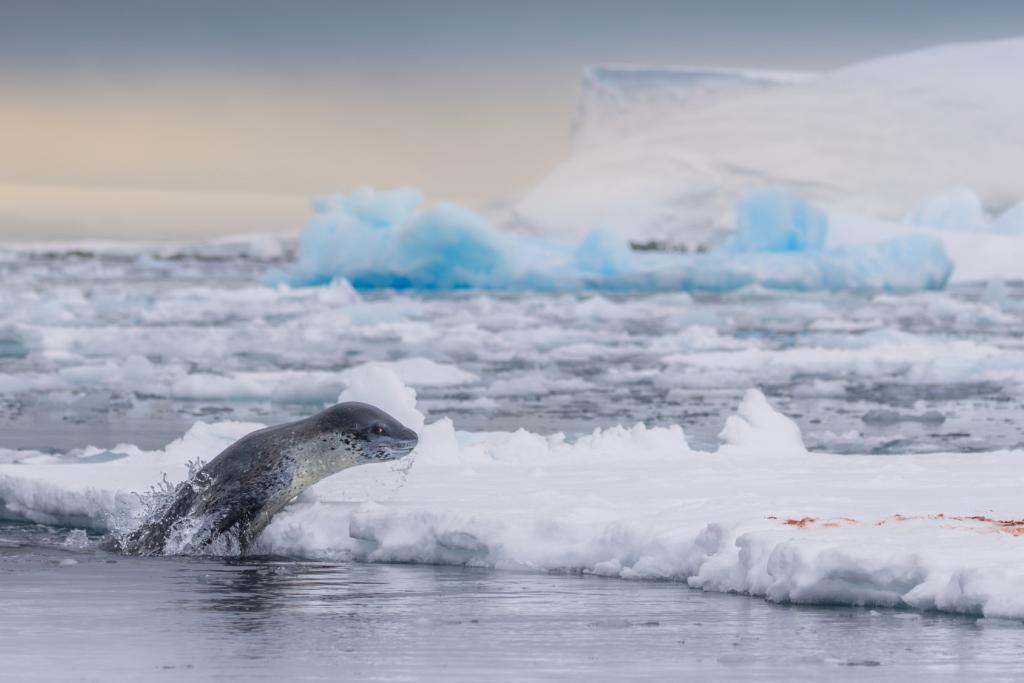 Seal hauling out in Antarctica (Francisco Andreas)