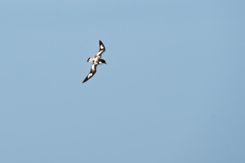 Sea Bird in the Antarctic (Esteban Duque Mesa)