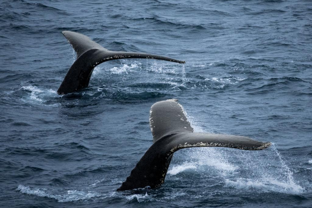 Whale Tails (Esteban Duque Mesa)