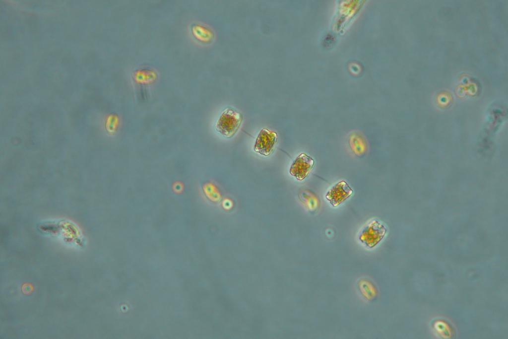 Phytoplankton