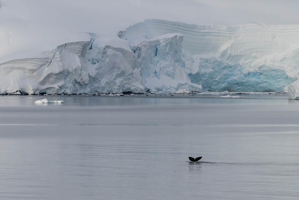 Cetaceans in Wilhelmina Bay, Antarctica - photo by Genna Roland