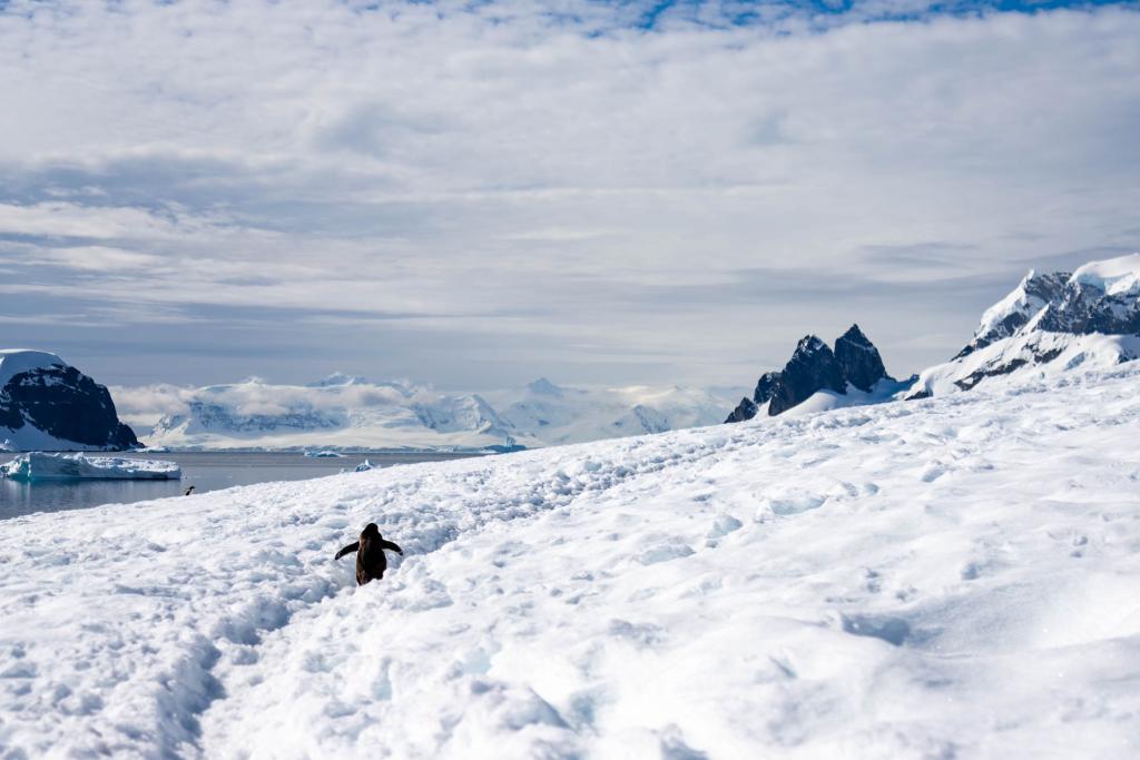 Penguin on Danco Island, Antarctica - photo by Genna Roland