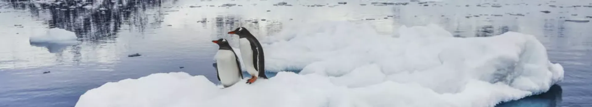 Penguins on ice