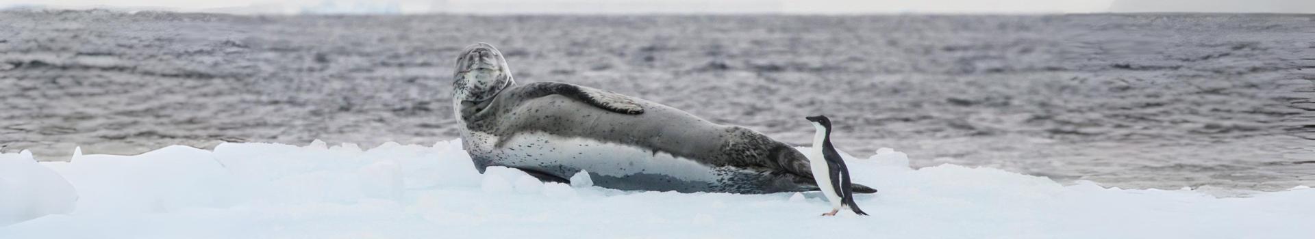 Seal and penguin on ice near Gourdin Island