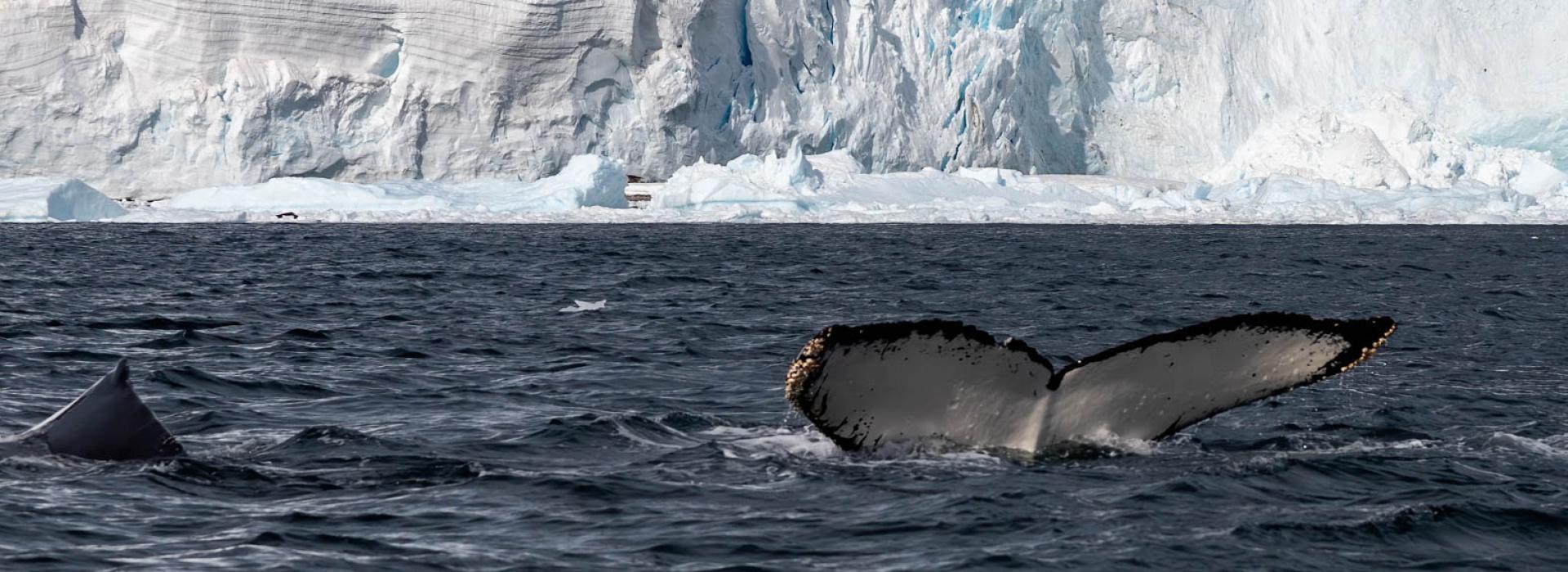 Antarctic Whales in Errera Channel - photo by GennaRoland
