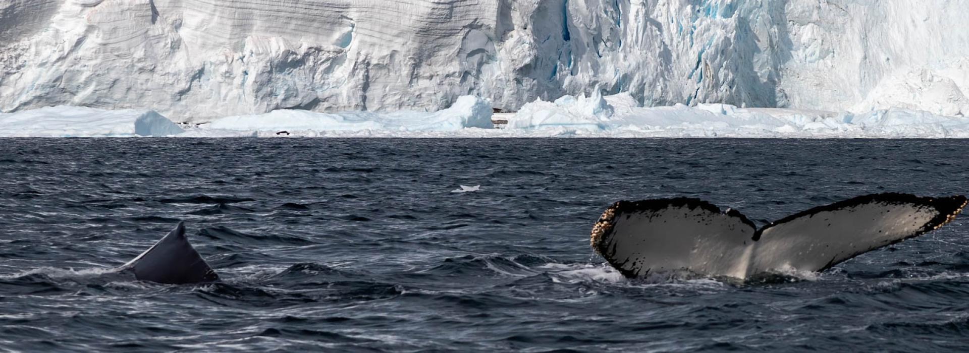 Antarctic Whales in Errera Channel - photo by GennaRoland