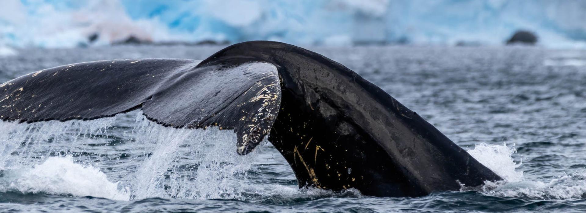 Whale tail in Paradise Bay, Antarctica.  Photo by Genna Roland.