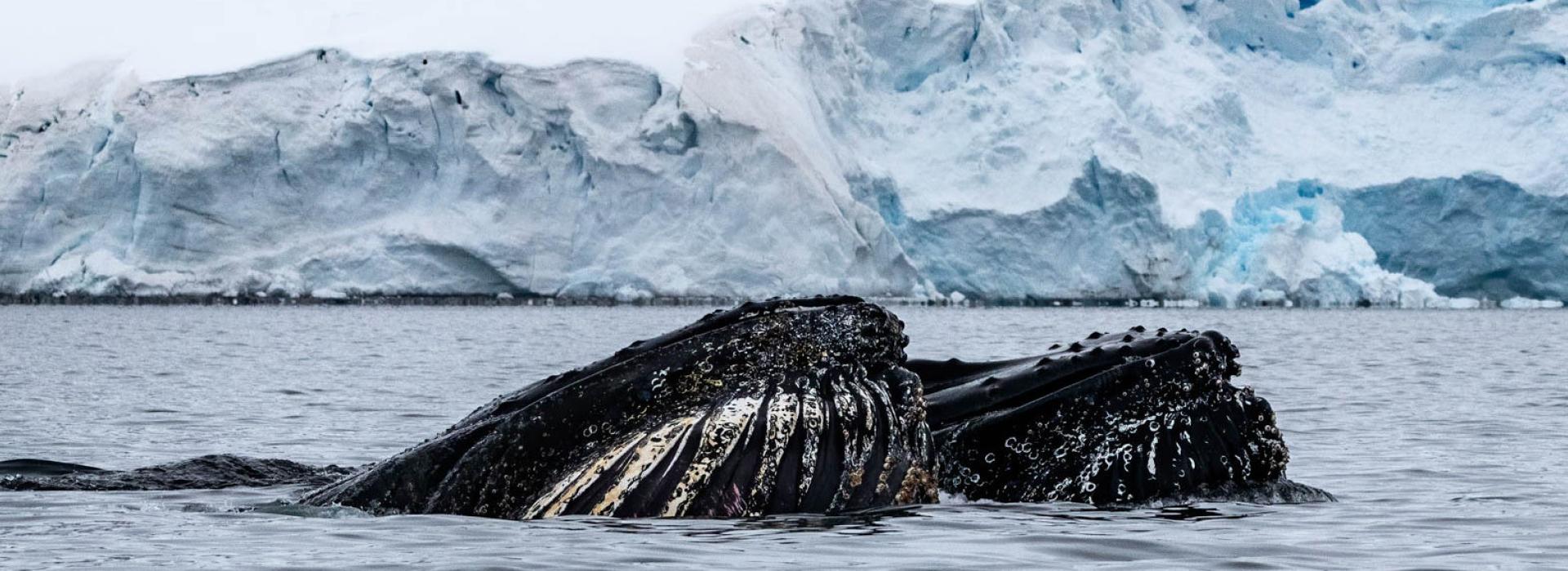 Whales in Paradise Bay, Antarctica, photo by Genna Roland