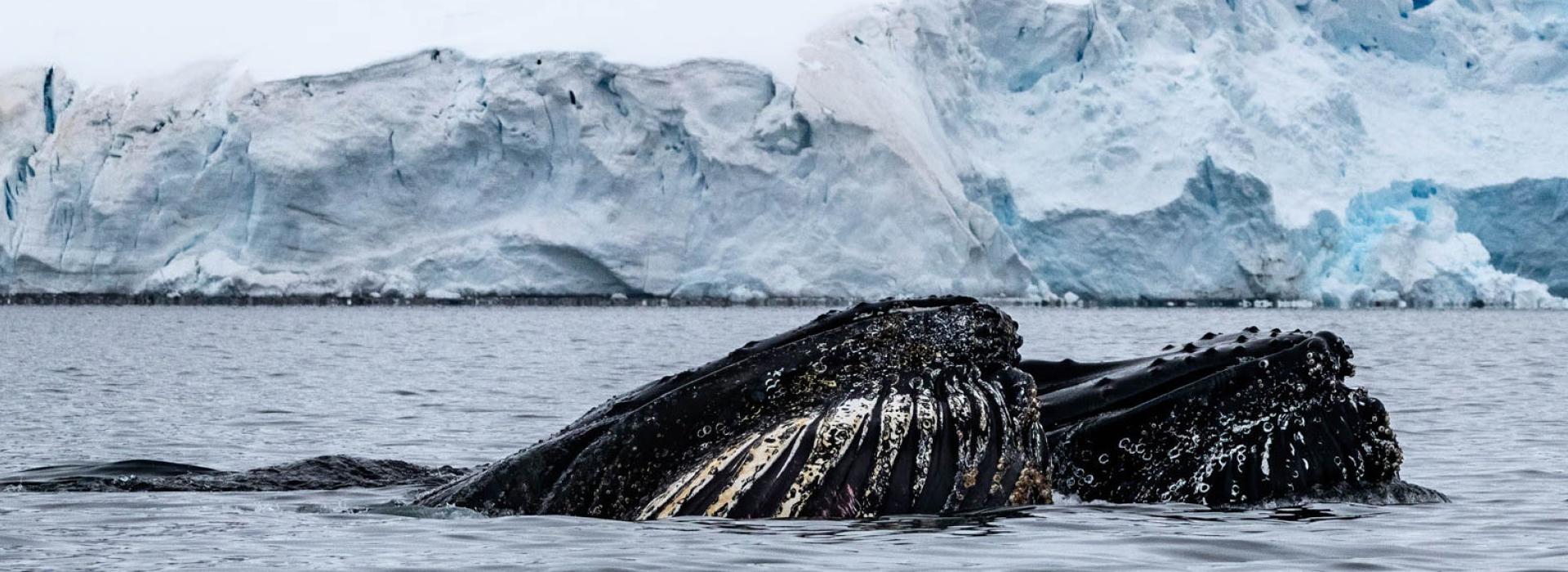 Whales in Paradise Bay, Antarctica, photo by Genna Roland