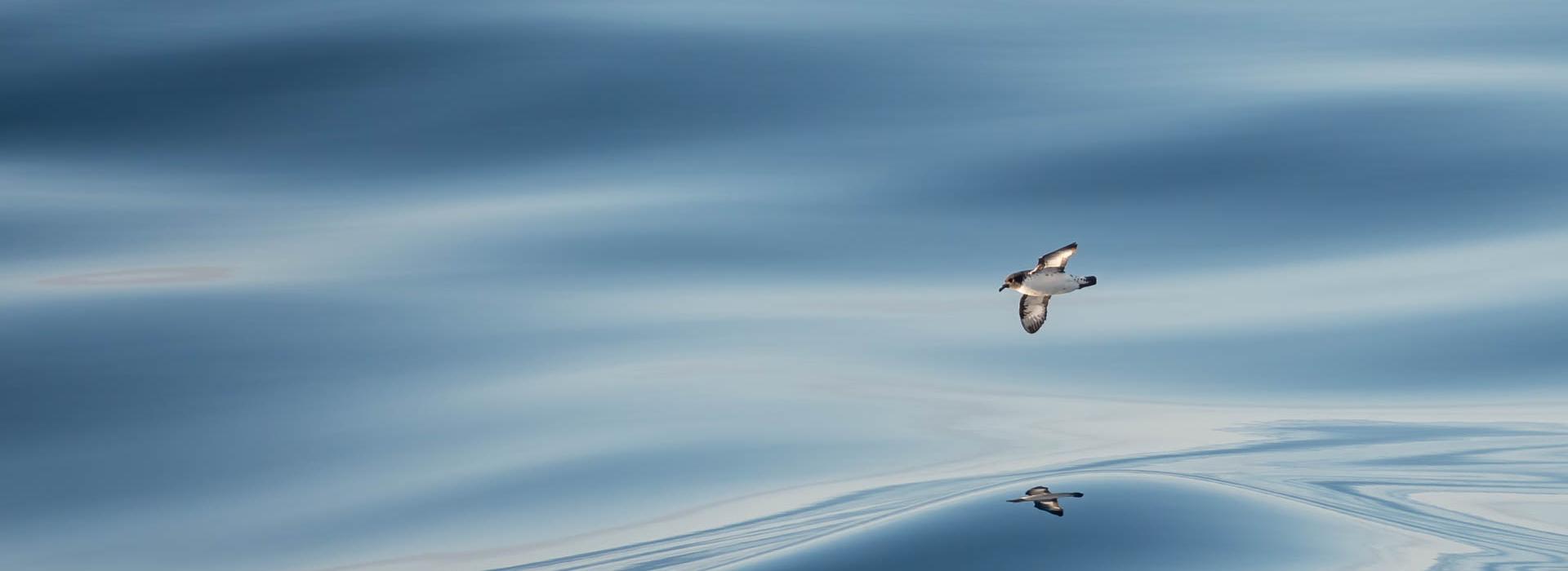 Penguin soars over the waves in Antarctica, photo by Genna Roland