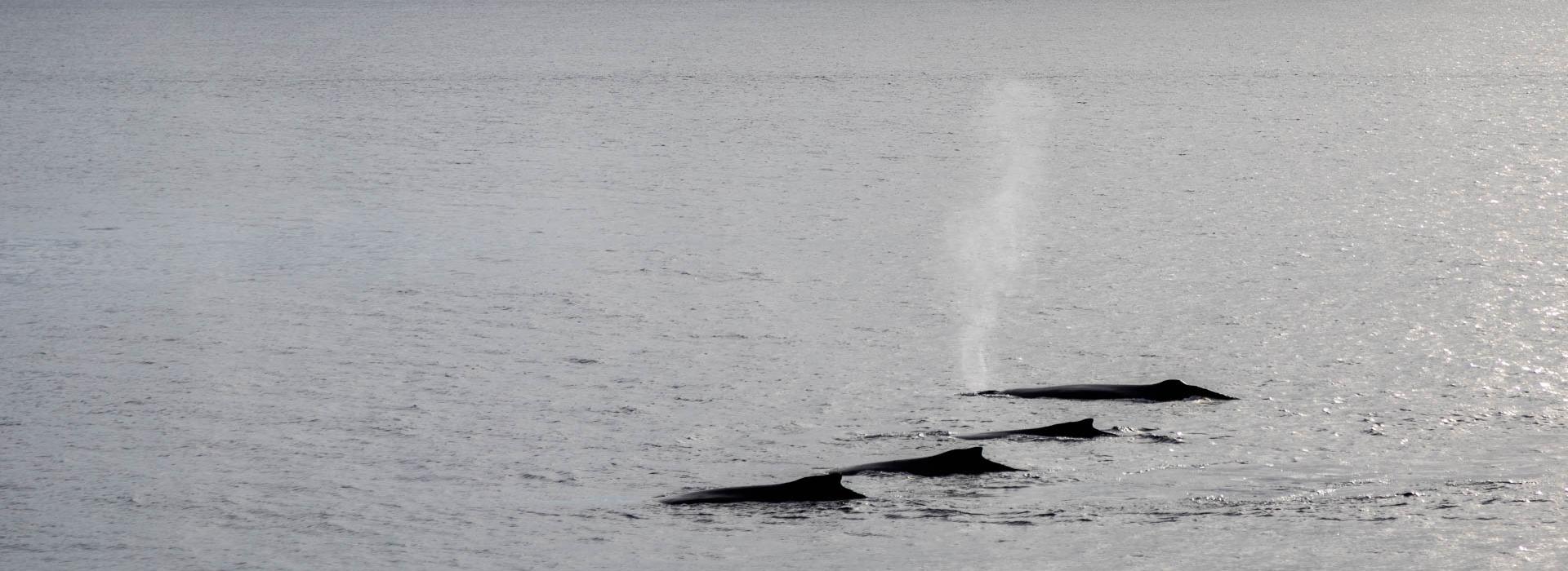 Whales in Wilhelmina Bay, photo by Genna Roland
