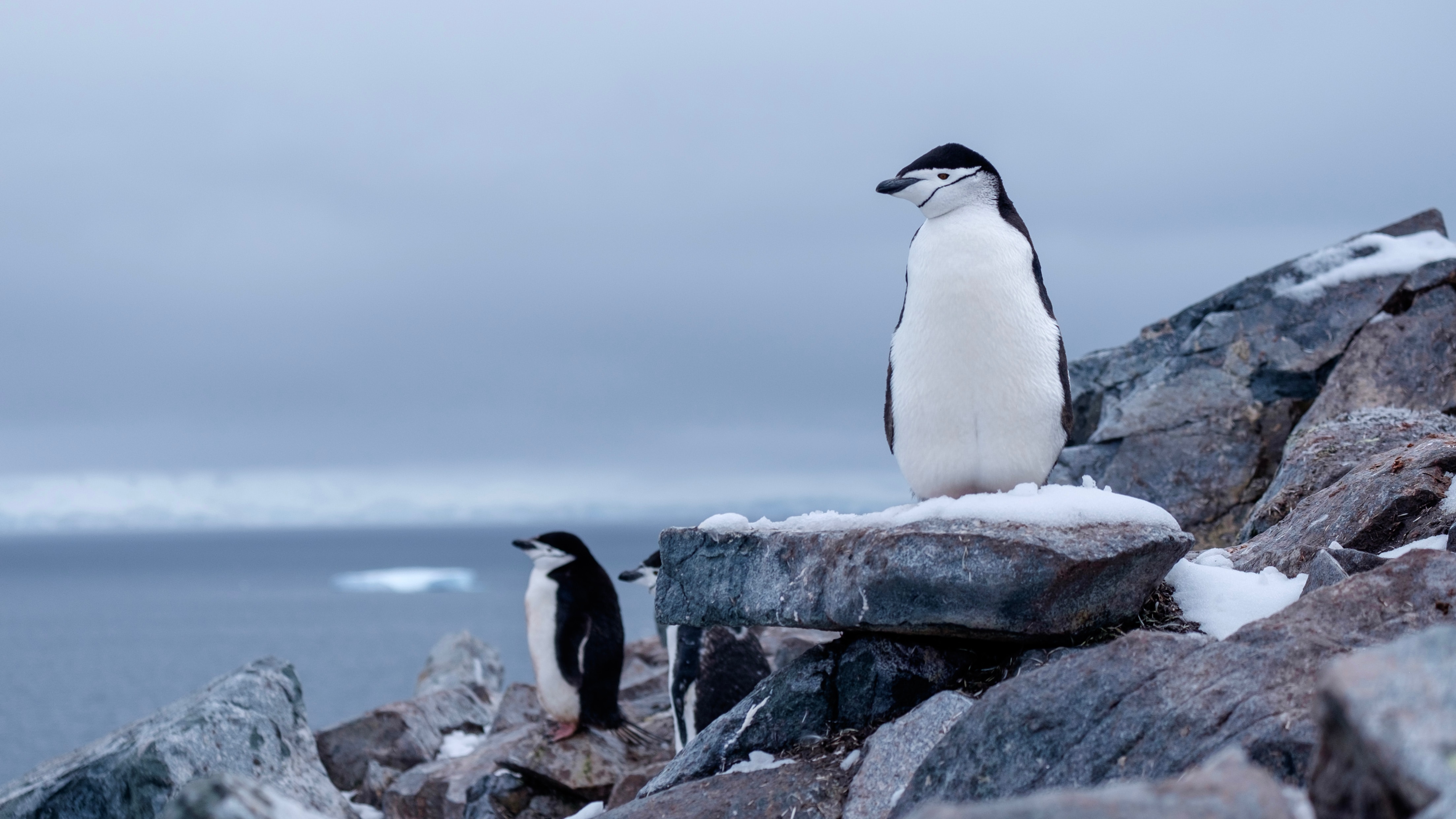 Aliens in Antarctica – Reflections on Invasive Species “Hitchhiking” Study  - IAATO