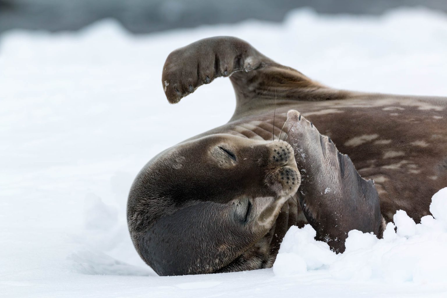 The Antarctic Treaty - Guardian of the Frozen Continent - IAATO